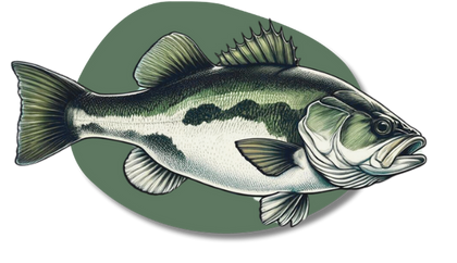 Bass